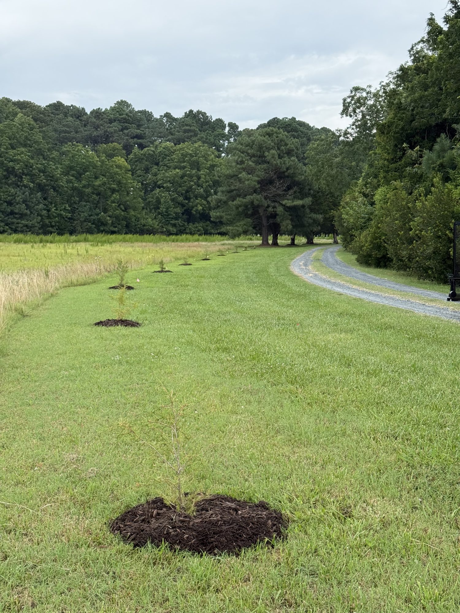 Fresh mulch rings on a new tree line